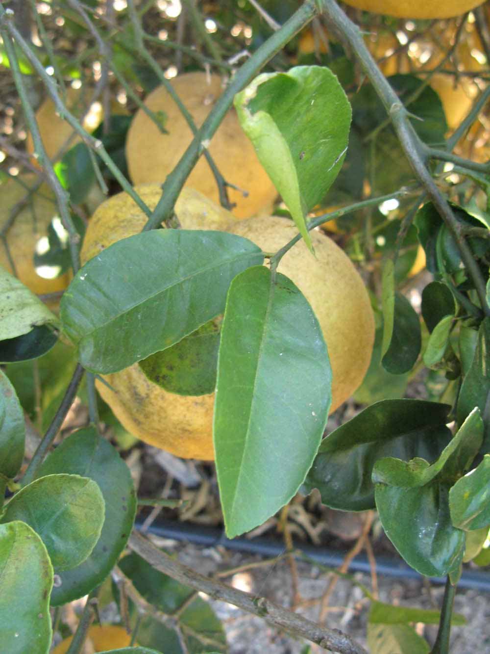            Shade leaves (Winter Haven, FL)   